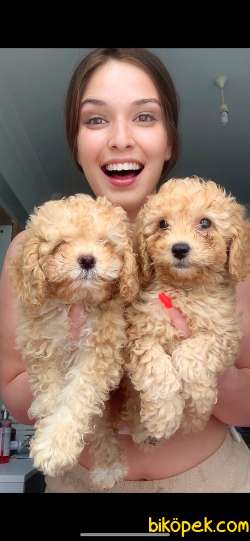 Toy Poodle 3