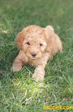 Toy-Poodle 3