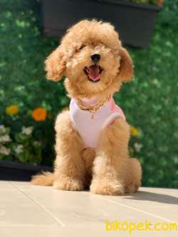 TOY POODLE 3
