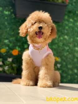 TOY POODLE 1