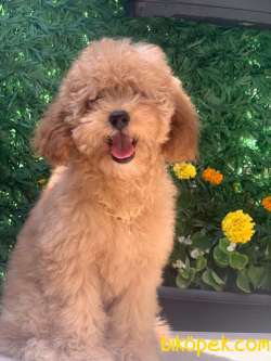 TOY POODLE 2