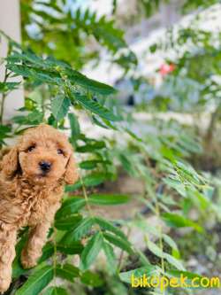 TOY POODLE 1