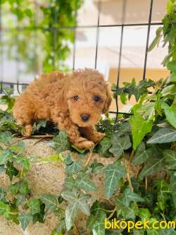 TOY POODLE 2
