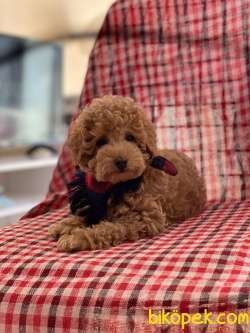 TOY POODLE 3