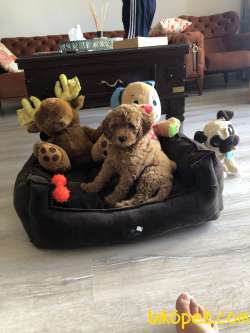 Toy Poodle 3