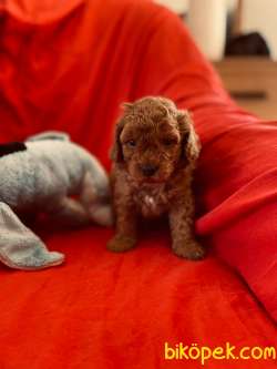 MİNİK TOY POODLE 3