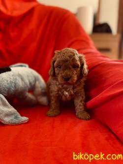 MİNİK TOY POODLE 1