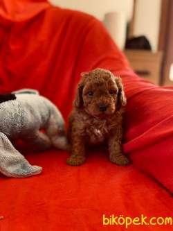 MİNİK TOY POODLE 2