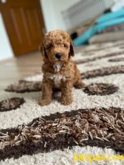 ERKEK  TOY POODLE 2