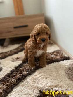 ERKEK  TOY POODLE 4