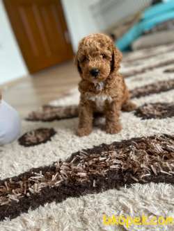 ERKEK  TOY POODLE 1
