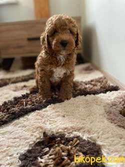 ERKEK  TOY POODLE 3