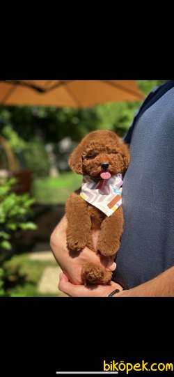 Toy Poodle 1