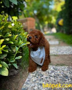 Toy Poodle 4