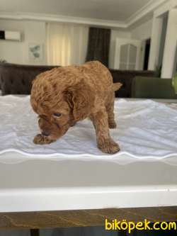 Toy Poodle 3