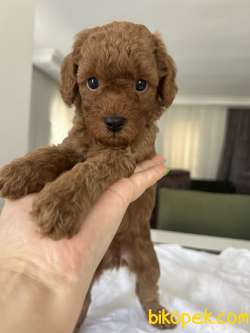 Toy Poodle 1