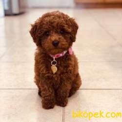 Toy Poodle 2