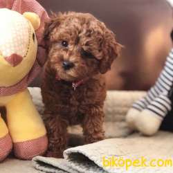 Toy Poodle 3
