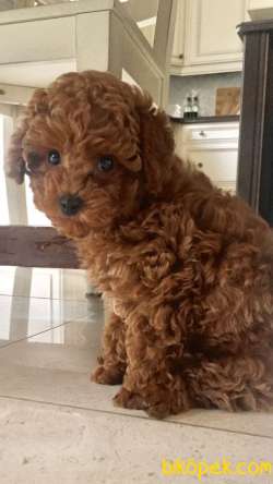 Toy Poodle 4