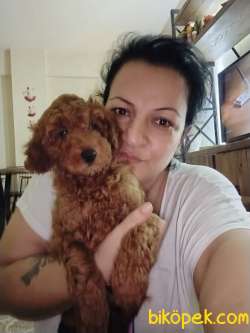 Toy Poodle 5