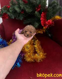 Toy Poodle 4