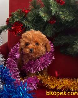 Toy Poodle 2