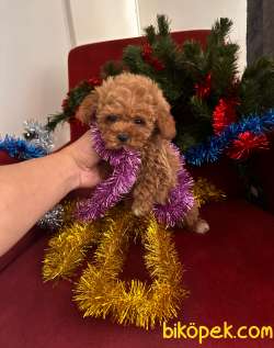 Toy Poodle 3