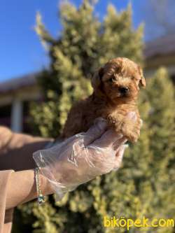 TOY POODLE 4