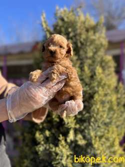 TOY POODLE 5