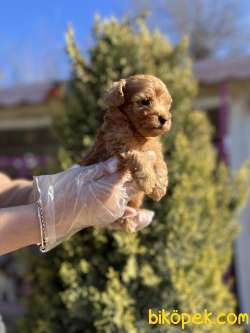 TOY POODLE 2