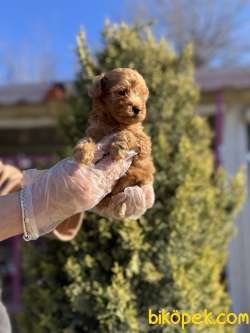 TOY POODLE 3