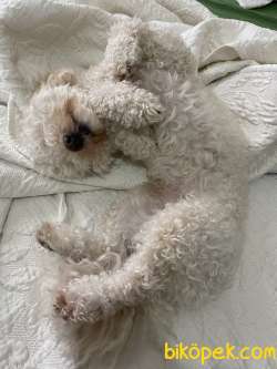 Toy Poodle
