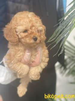 TOY POODLE  3 AYLIK BEBEĞİMİZ 3