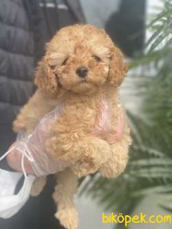 TOY POODLE  3 AYLIK BEBEĞİMİZ 2