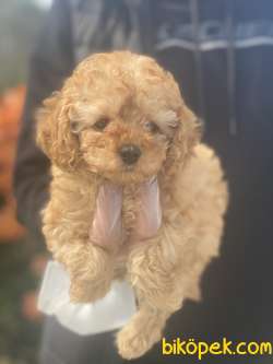 TOY POODLE  3 AYLIK BEBEĞİMİZ 1