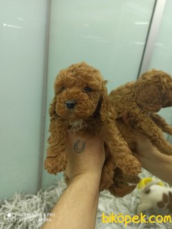 Toy Poodle 4 Aylık Erkek 1