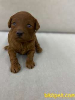 Toy Poodle 48 Günlük Secereli Erkek Yavrumuz Evde Bakılmaktadır. 3