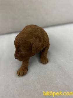 Toy Poodle 48 Günlük Secereli Erkek Yavrumuz Evde Bakılmaktadır. 1
