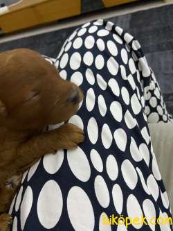 Toy Poodle 48 Günlük Secereli Erkek Yavrumuz Evde Bakılmaktadır. 2