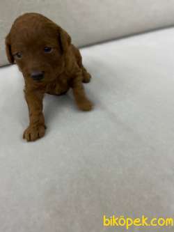 Toy Poodle 48 Günlük Secereli Erkek Yavrumuz Evde Bakılmaktadır. 4