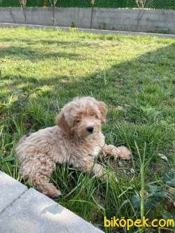 Toy Poodle 6 Bin 5