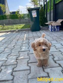 Toy Poodle 6 Bin 2