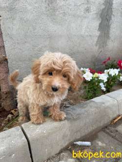 Toy Poodle 6 Bin