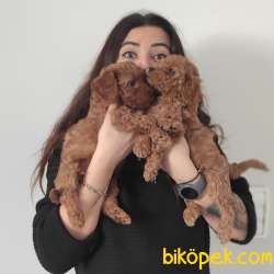 TOY POODLE A KALİTE ONAYLI ÇİFTLİKTEN 5