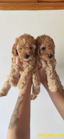 TOY POODLE A SECERE BİBLO BEBEKLER 2