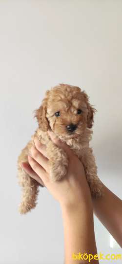 TOY POODLE A SECERE BİBLO BEBEKLER 5