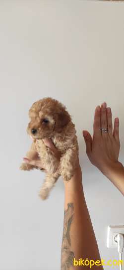 TOY POODLE A SECERE BİBLO BEBEKLER 3