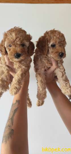 TOY POODLE A SECERE BİBLO BEBEKLER 4