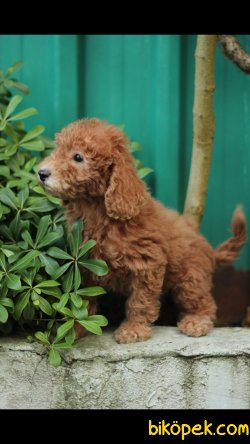 Toy Poodle 'Akkuş Üretim Çiftliği' 4