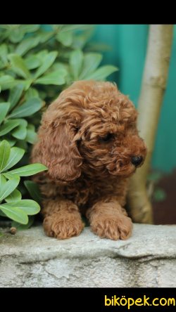Toy Poodle 'Akkuş Üretim Çiftliği' 2